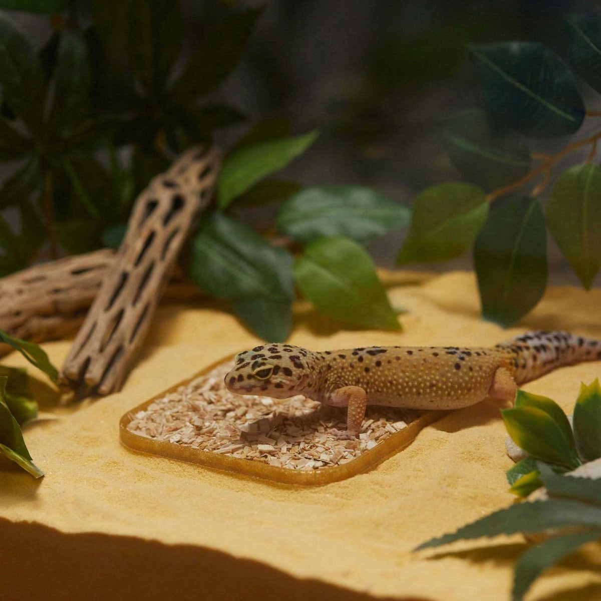 Leopard Geckos LitterBox S7881