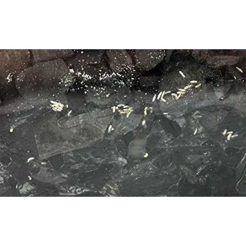 Temperate Springtail Culture A5529