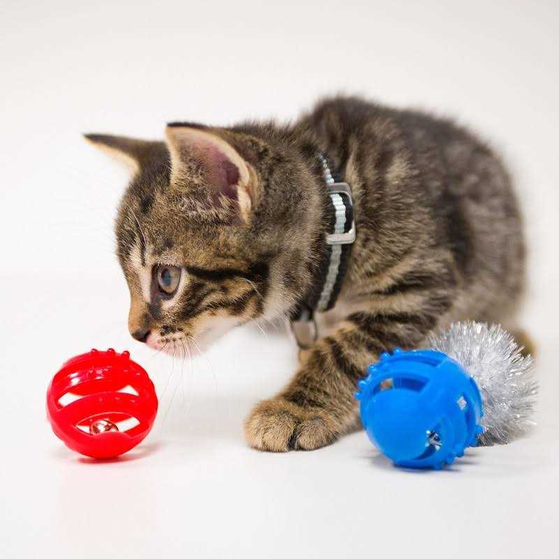 Cat Toy Variety Pack Y359907