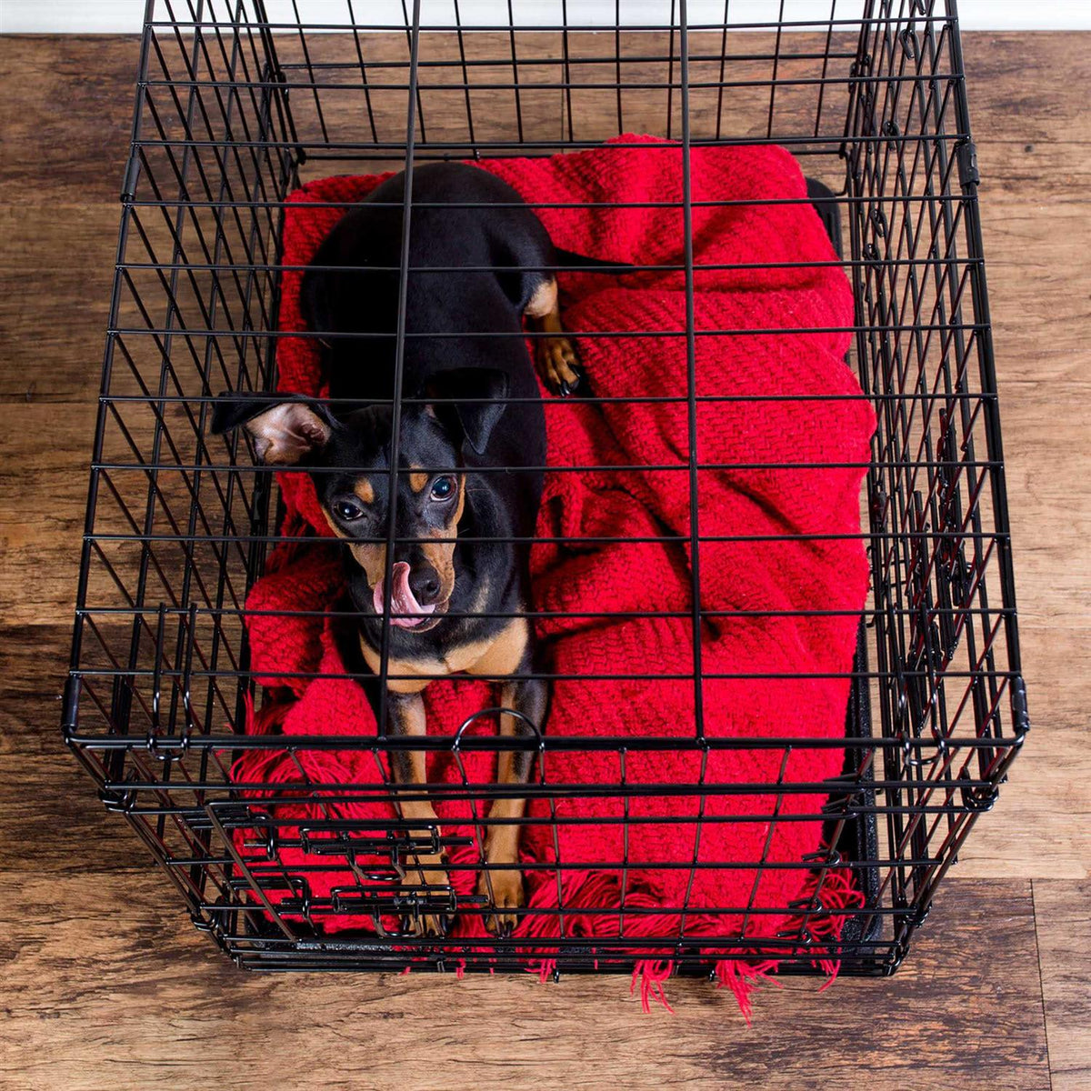 Folding Wire Dog Crate Y2548