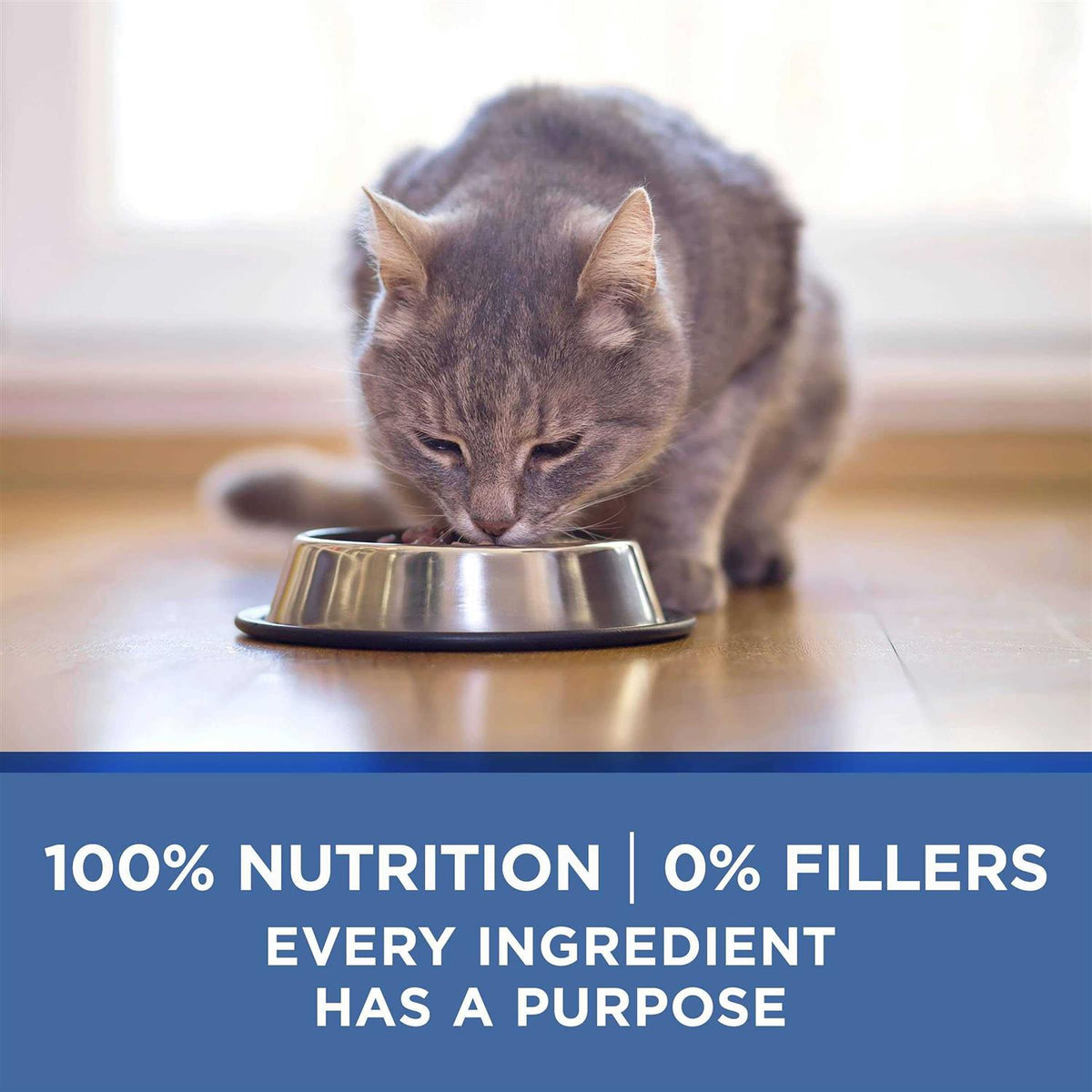 Chicken & Ocean Fish Recipe Pate Wet Cat Food W693375