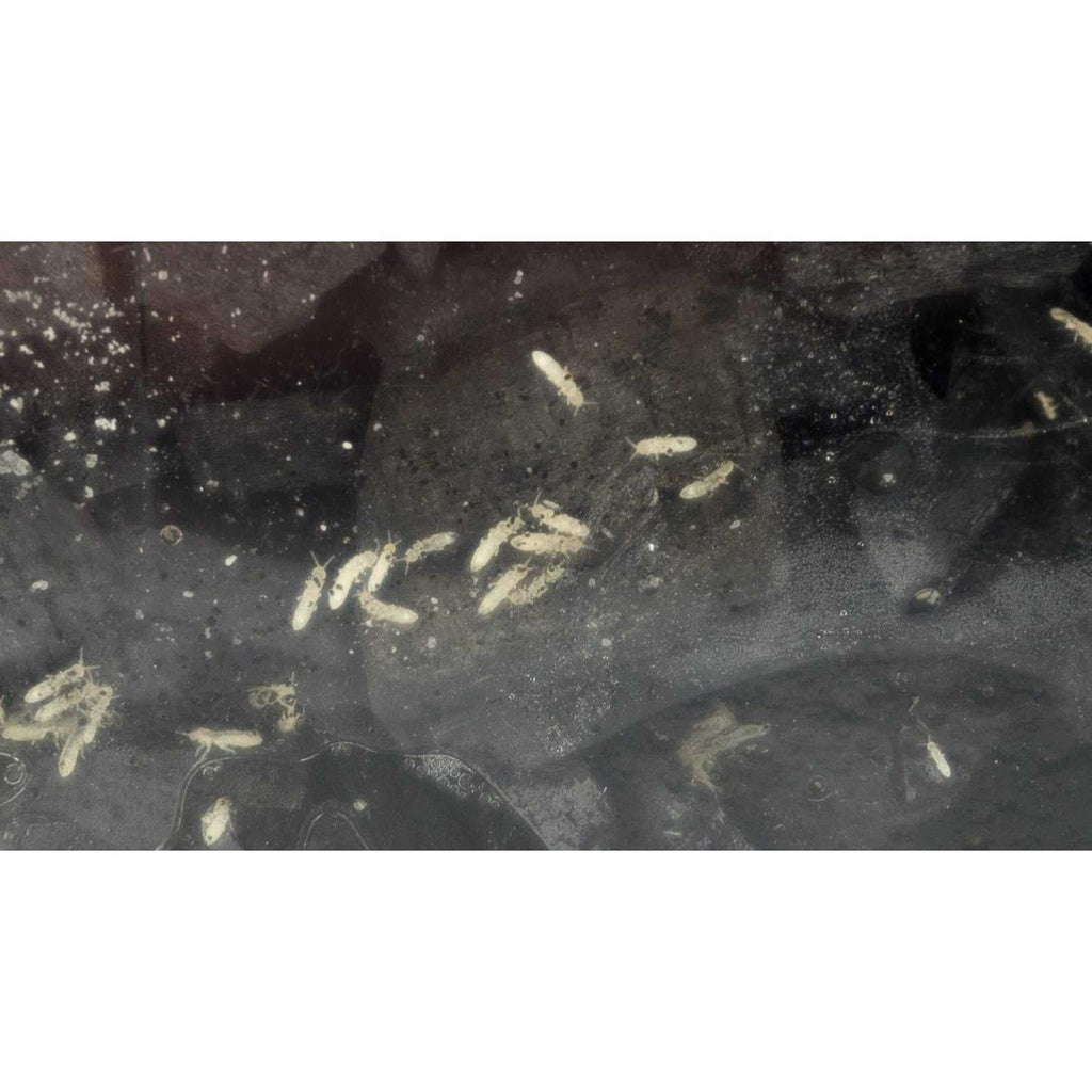 Temperate Springtail Culture A5529