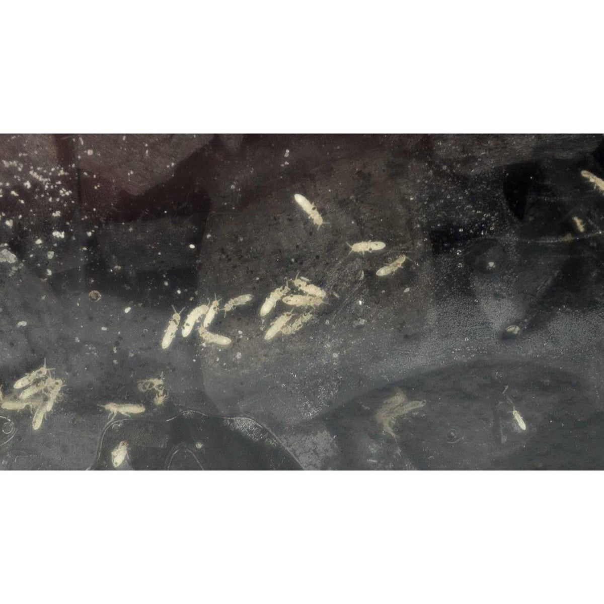 Temperate Springtail Culture A5529