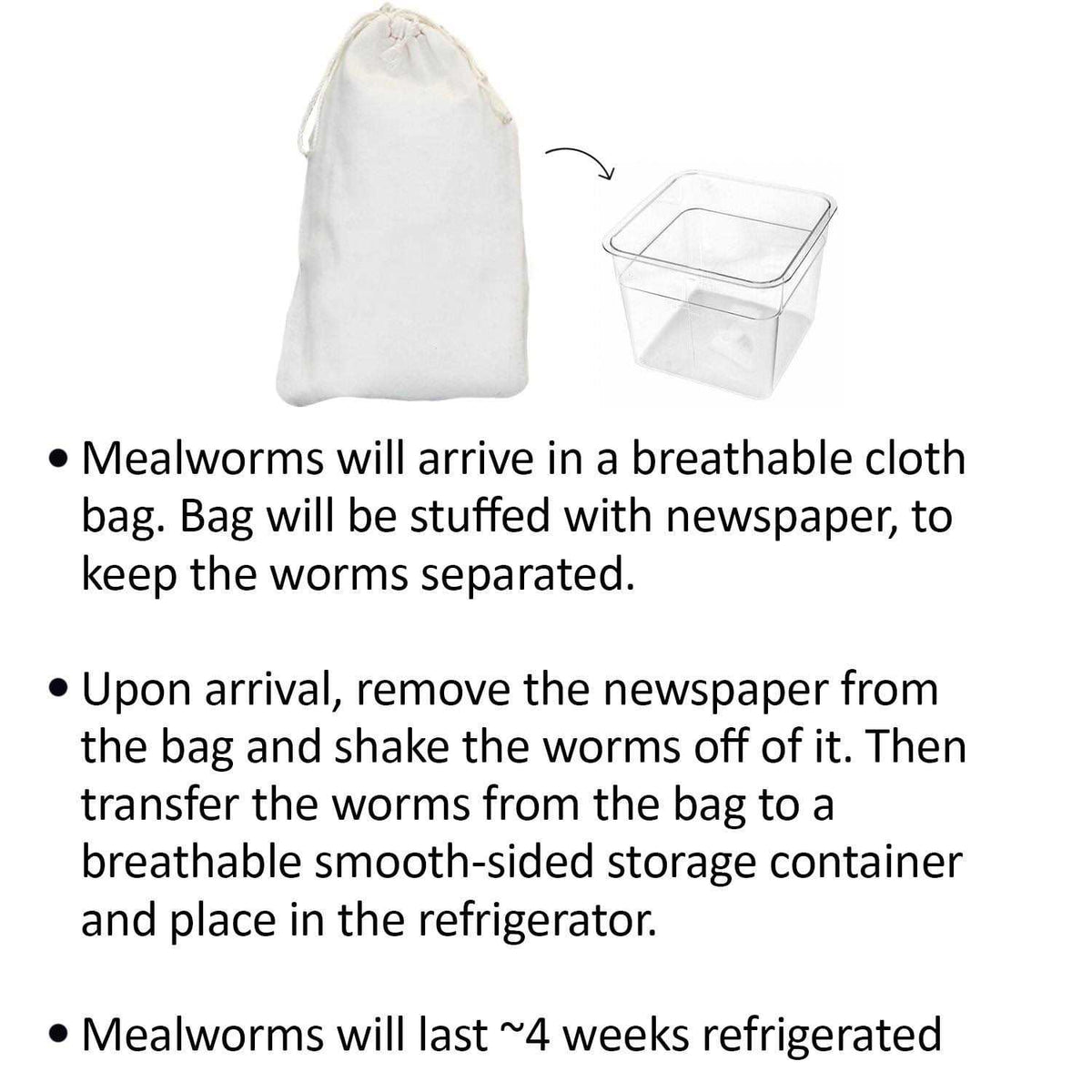 Mealworm Breeder Kit M913481