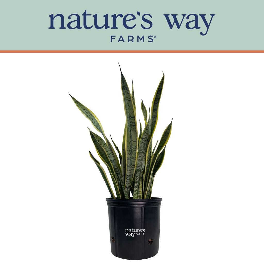 Sansevieria Laurentii Live Plant 25-30 inches tall V422079