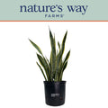 Sansevieria Laurentii Live Plant 25-30 inches tall V422079