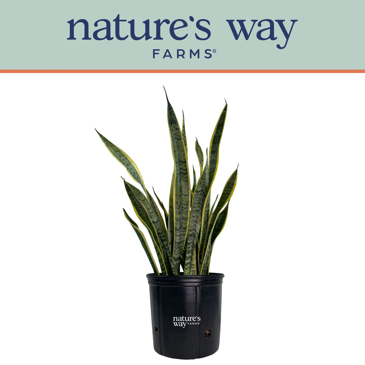 Sansevieria Laurentii Live Plant 25-30 inches tall V422079