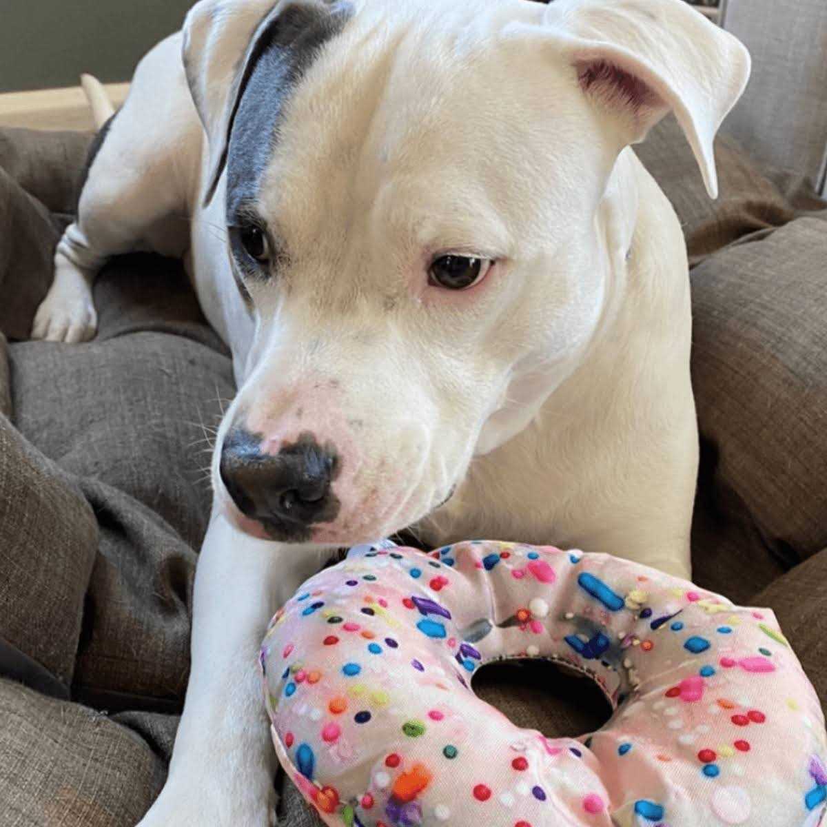 Refillable Donut Dog Toy G6506